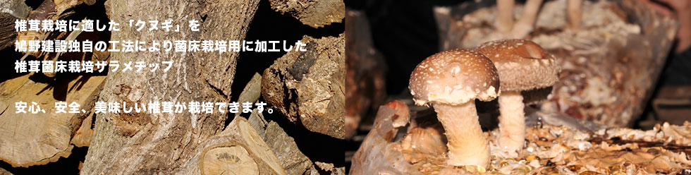 椎茸栽培に適した「クヌギ」を
鳩野建設独自の工法により菌床栽培用に加工した
椎茸菌床栽培ザラメチップ
安心、安全、美味しい椎茸が栽培できます。